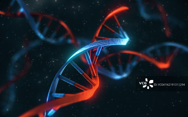 不同遗传DNA分子螺旋的相互作用图片素材