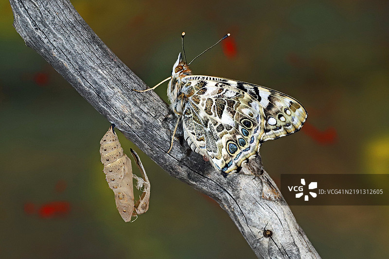 彩绘女士蝴蝶图片素材
