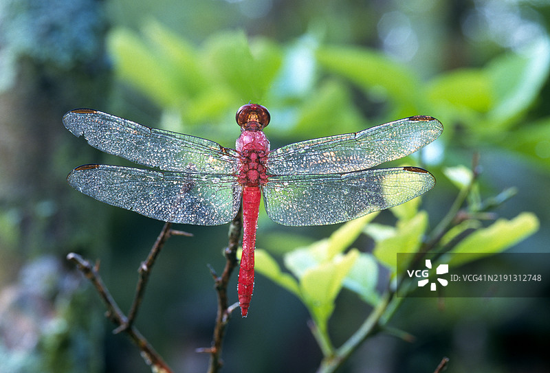 红翅蜻蜓图片素材