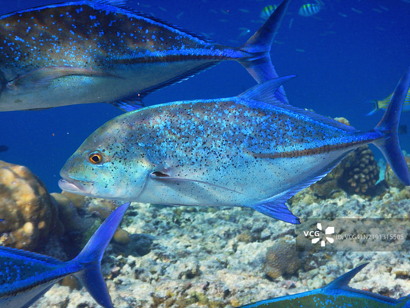 蓝鳍马鲹（Caranx melampygus），马尔代夫共和国的Embudu或Embudhu或Emboodhoo岛图片素材