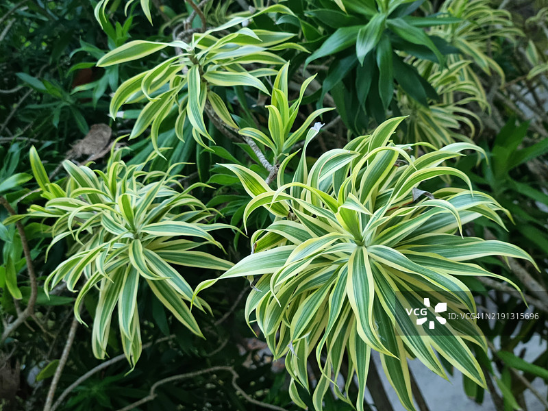 印度歌（龙血树）在马尔代夫共和国的Embudu岛或Embudhu岛或Emboodhoo岛。图片素材