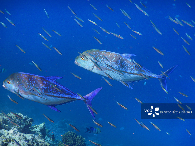 两条蓝鳍鲹(Caranx melampygus),位于马尔代夫共和国的Embudu、Embudhu或Emboodhoo岛。图片素材