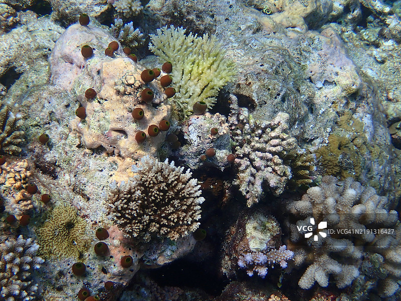 海鞘（Didemnum Molle或群体海鞘）和枝状珊瑚，恩布杜岛，马尔代夫共和国图片素材