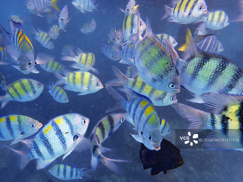 马尔代夫共和国的埃姆布杜岛上，军官鱼（Abudefduf saxatilis）群游。图片素材