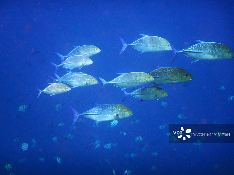 马尔代夫共和国的Embudu或Embudhu或Emboodhoo岛珊瑚礁上的蓝鳍鲹鱼群图片素材