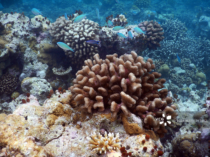 马尔代夫共和国的Embudu或Embudhu或Emboodhoo岛上的绿鳍鱼在珊瑚礁上图片素材