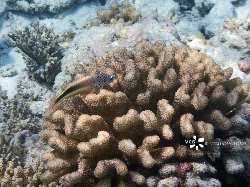 福斯特鹰鱼或雀斑鹰鱼（Paracirrhites forsteri）嘴里叼着一条小鱼，位于马尔代夫共和国的Embudu岛或Embudhu岛或Emboodhoo岛。图片素材