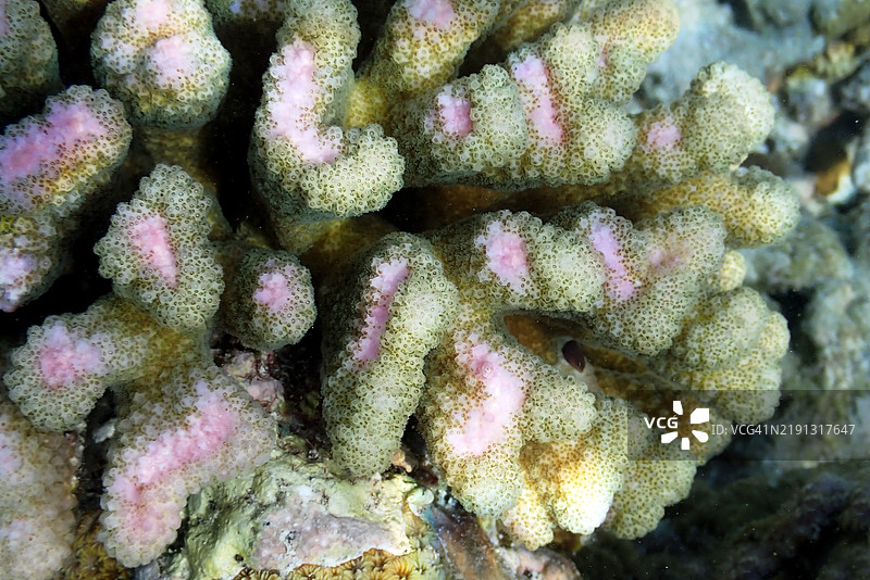 帽珊瑚或光滑花椰菜珊瑚（Stylophora pistillata），波西利珊瑚科，恩布杜岛，马尔代夫共和国图片素材