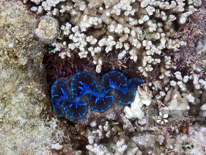 蓝色三角帆蚌或巨型蚌，Embudu岛或Embudhu岛或Emboodhoo岛图片素材