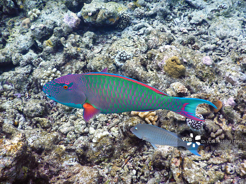 双色鹦嘴鱼（Cetoscarus bicolor），埃姆布杜岛，马尔代夫共和国图片素材