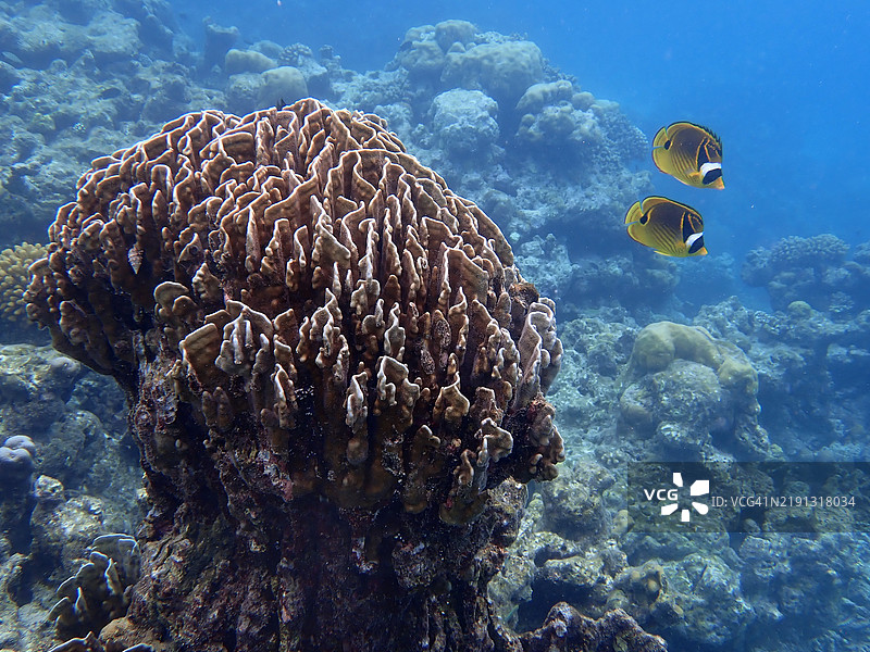 火珊瑚（水珊瑚，腔肠动物门）和两只浣熊蝴蝶鱼（月亮蝴蝶鱼），马尔代夫共和国的恩布杜岛图片素材