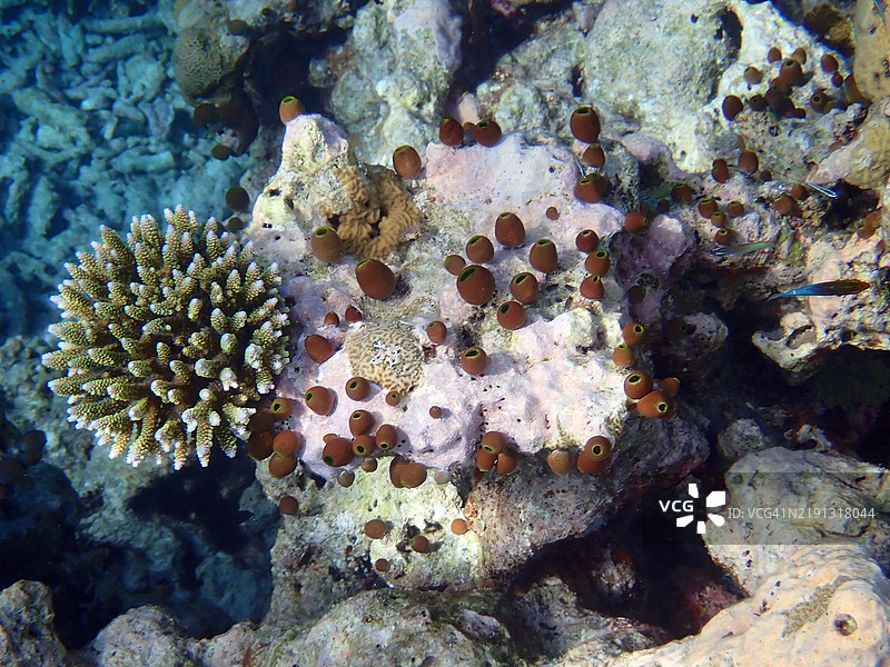 海葵珊瑚群落和海鞘（软海鞘或群体海鞘），马尔代夫共和国的恩布杜岛图片素材