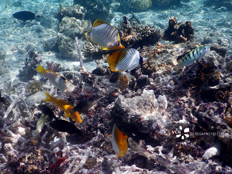 多彩的热带鱼，埃姆布杜岛，马尔代夫共和国图片素材