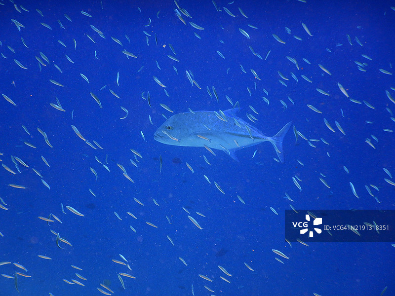 蓝鳍鲹（Caranx melampygus）与一群小鱼，埃姆布杜岛，马尔代夫共和国图片素材