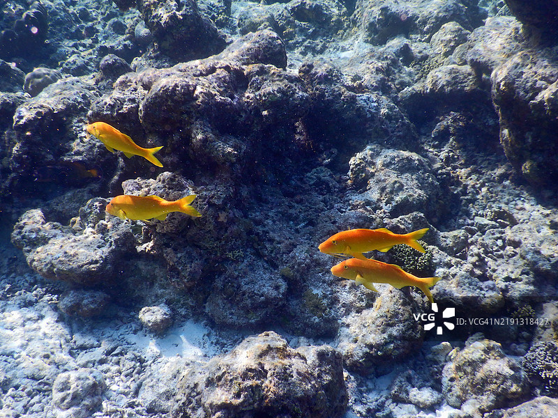 四条金鞍羊鱼（Parupeneus cyclostomos），埃姆布杜岛，马尔代夫共和国图片素材