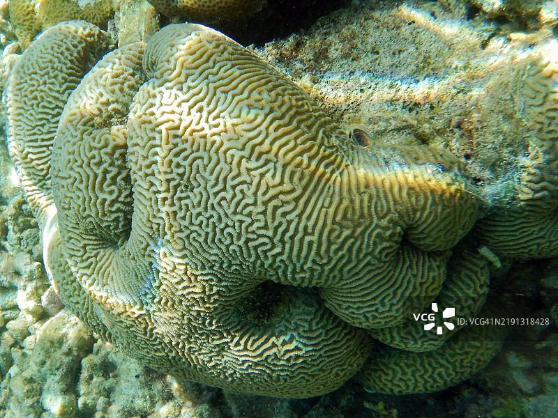 辐射珊瑚群落，埃姆布杜岛，马尔代夫共和国图片素材