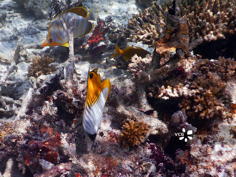 多彩的热带鱼，埃姆布杜岛，马尔代夫共和国图片素材