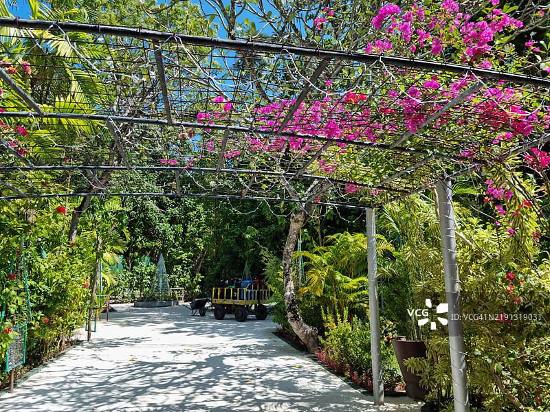 马尔代夫共和国的埃姆布杜岛上盛开的九重葛图片素材