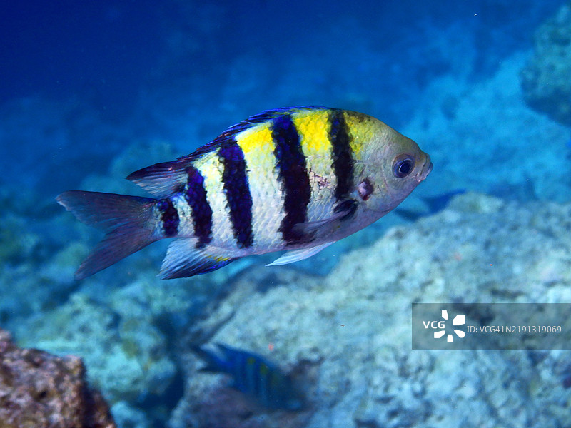 马尔代夫共和国的鱼军士长（Abudefduf saxatilis），Embudu岛或Embudhu岛或Emboodhoo岛图片素材