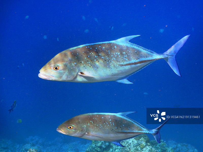 两条蓝鳍鲹(Caranx melampygus),位于马尔代夫共和国的Embudu、Embudhu或Emboodhoo岛。图片素材