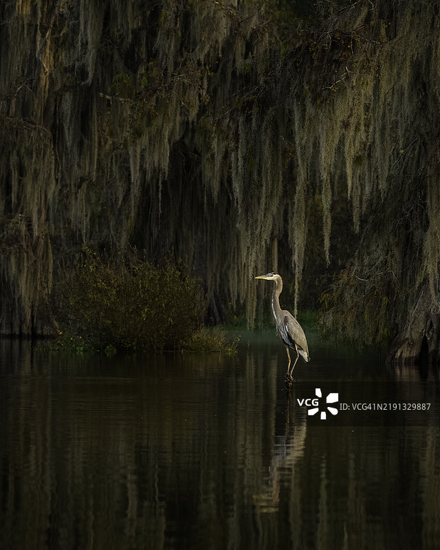 沼泽中的大蓝鹭图片素材