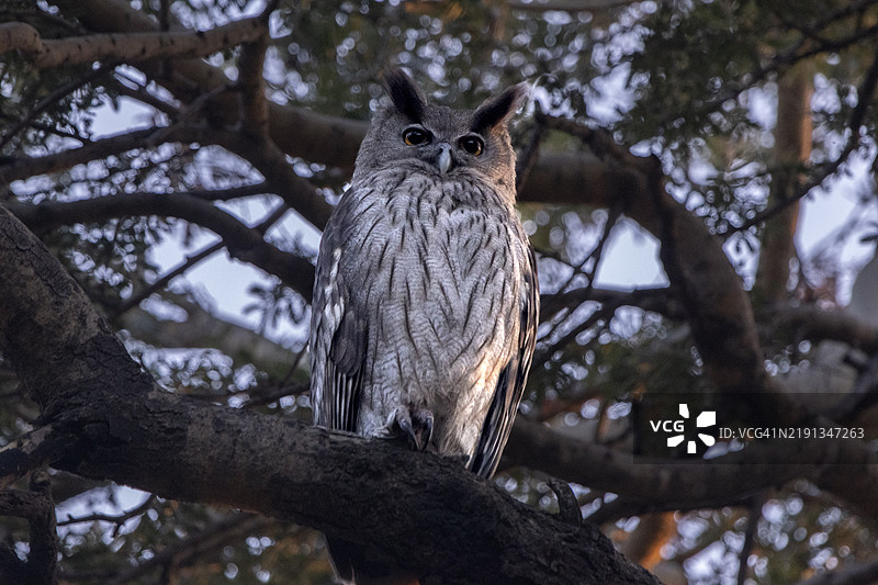 棕色鱼鸮图片素材