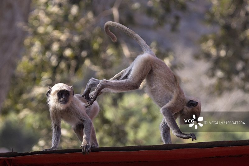 猕猴在玩耍图片素材