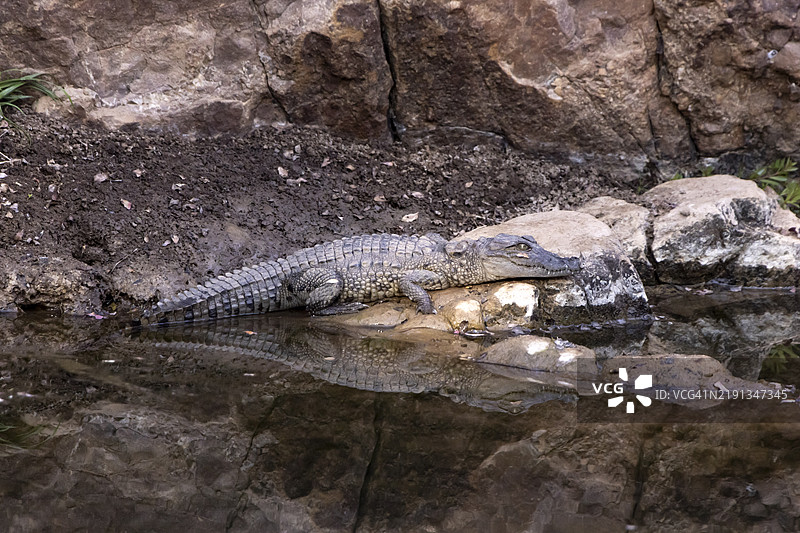 沼泽鳄鱼图片素材