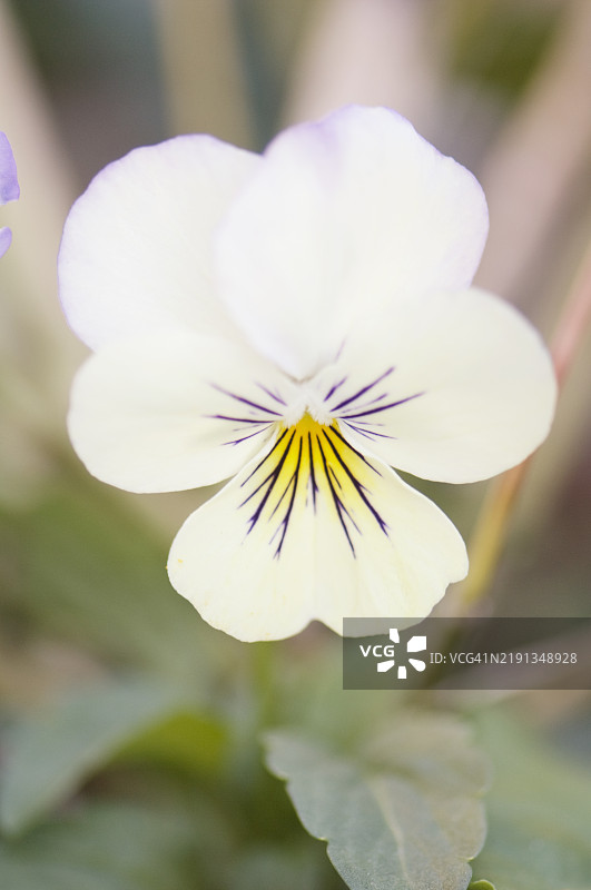 盛开的三色堇花。华丽的三色堇猫。图片素材