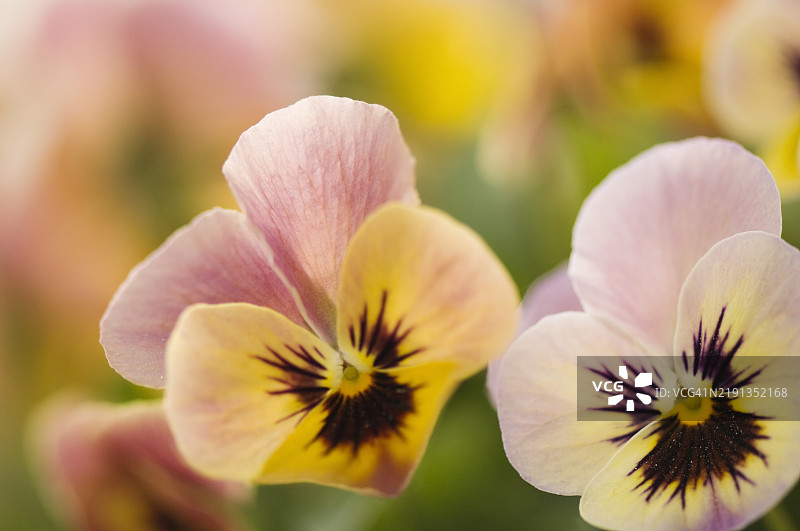 满开三色堇花。三色堇潘多拉的孩子们图片素材