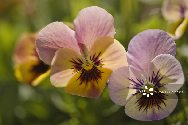 满开三色堇花。三色堇潘多拉的孩子们图片素材