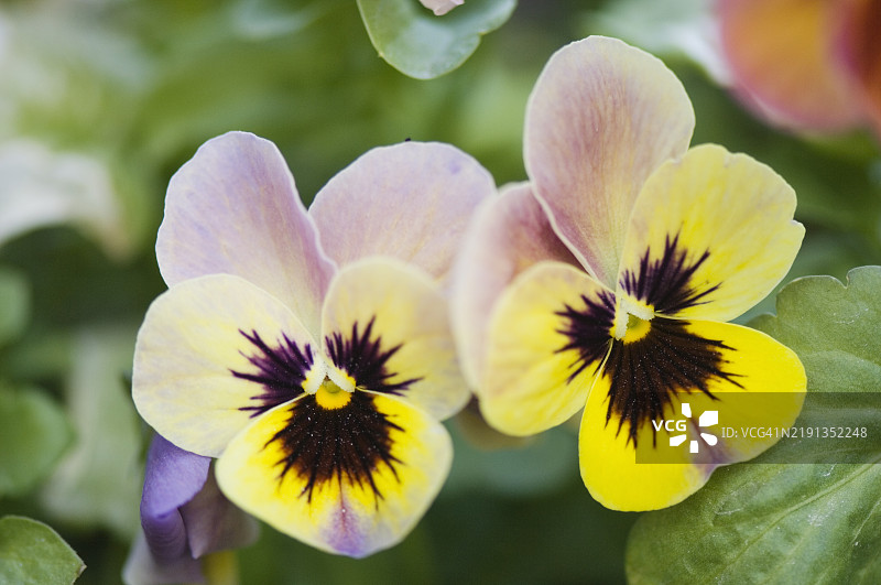 满开三色堇花。三色堇潘多拉的孩子们图片素材