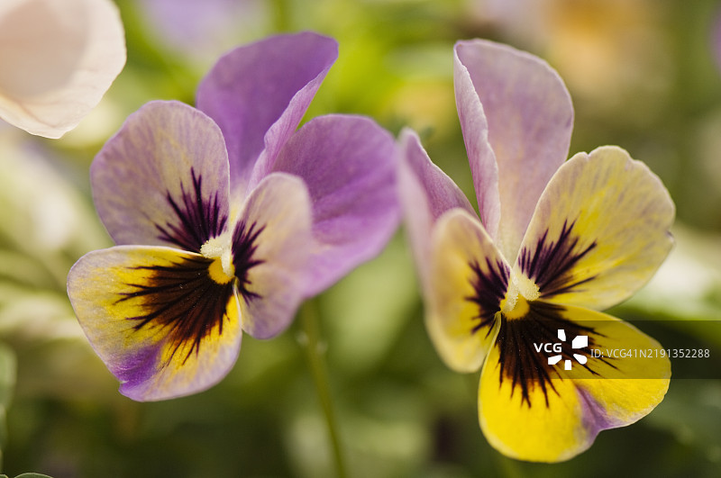 满开三色堇花。三色堇潘多拉的孩子们图片素材