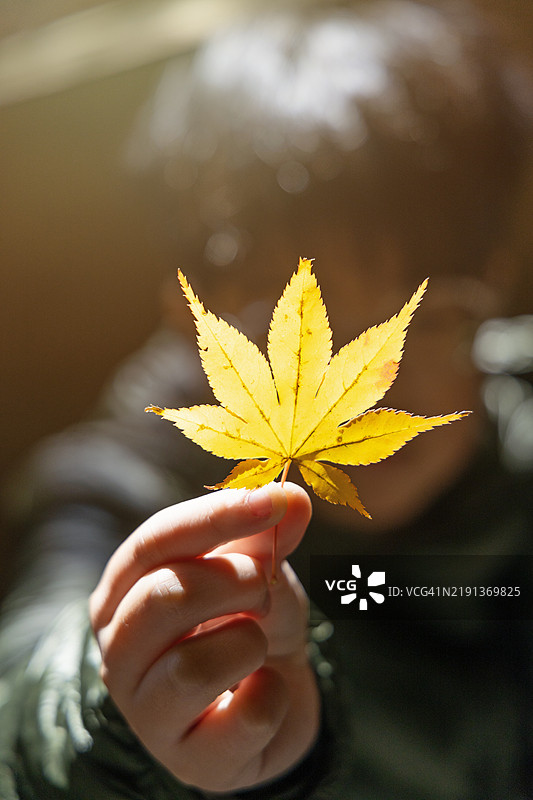 日本京都的秋季红叶。图片素材