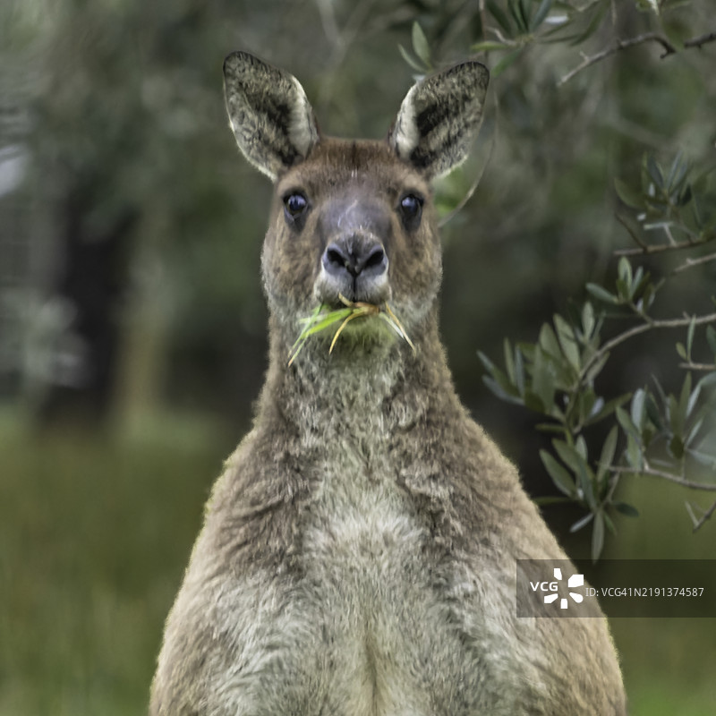 大袋鼠图片素材