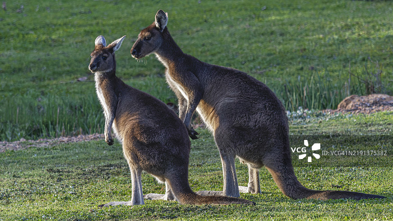两只袋鼠图片素材
