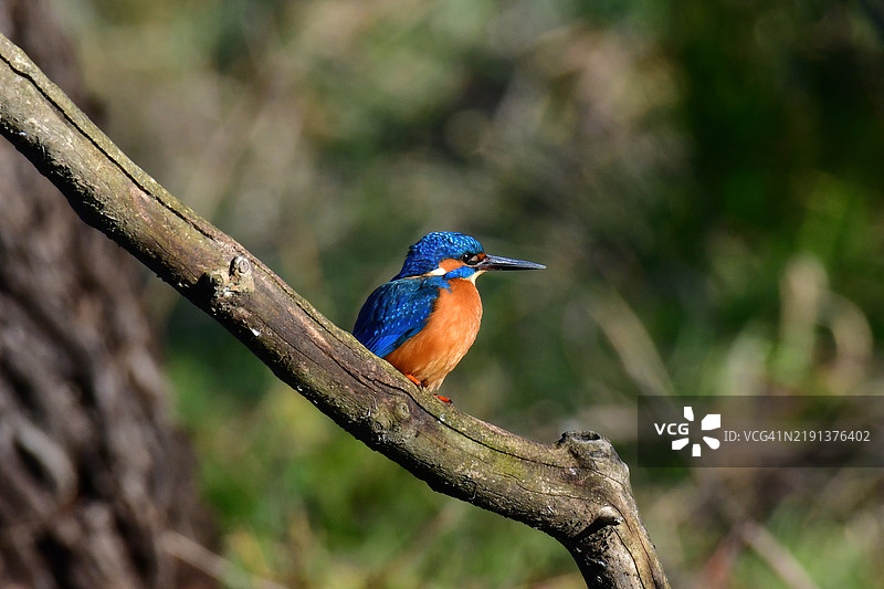 普通翠鸟 (Alcedo atthis)图片素材