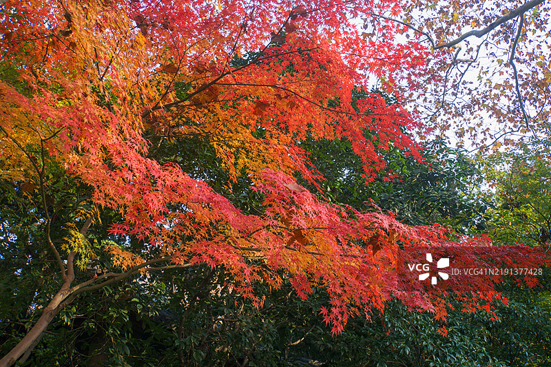 上海鲁迅公园的枫树图片素材