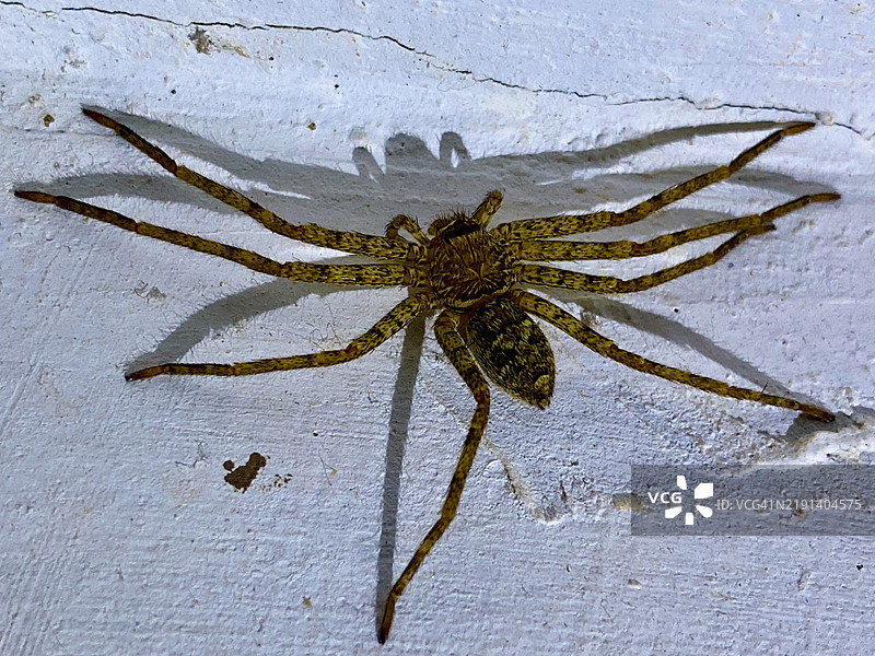 房子墙壁上的蜘蛛特写图片素材