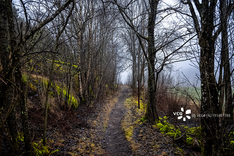 森林中湿滑泥泞的小路图片素材