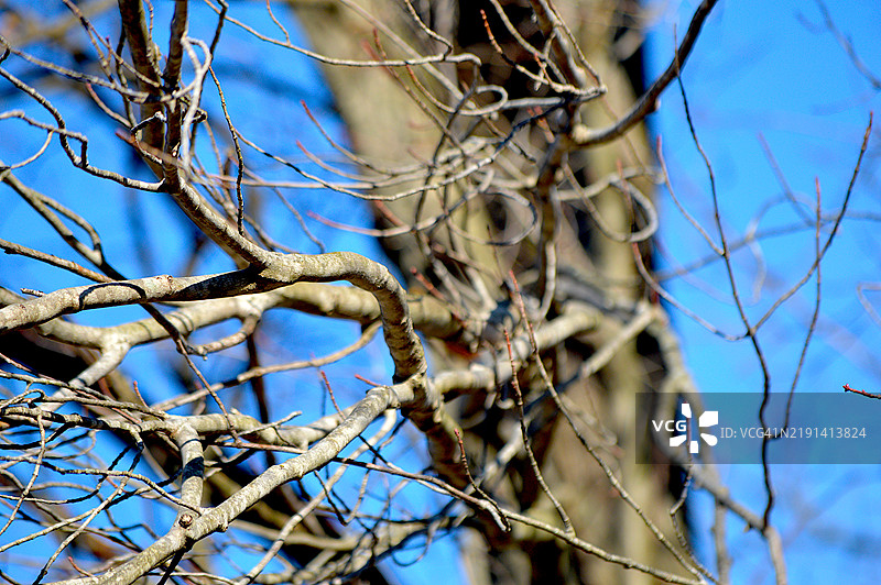 树枝特写图片素材