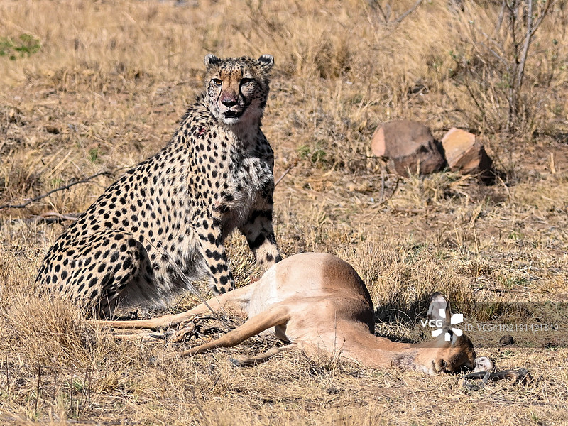 南非的野生猎豹与它的猎物图片素材