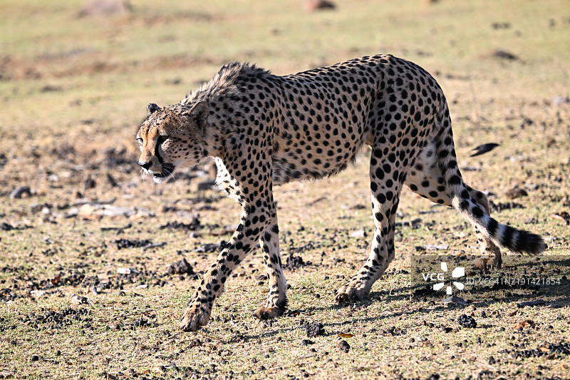 在南非猎食的野生猎豹行走中图片素材