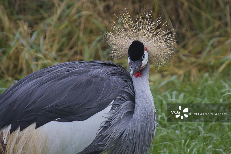 非洲冠鹤图片素材