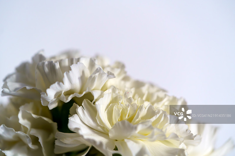 白色康乃馨花的特写，突显其细腻的花瓣，营造出宁静的氛围图片素材