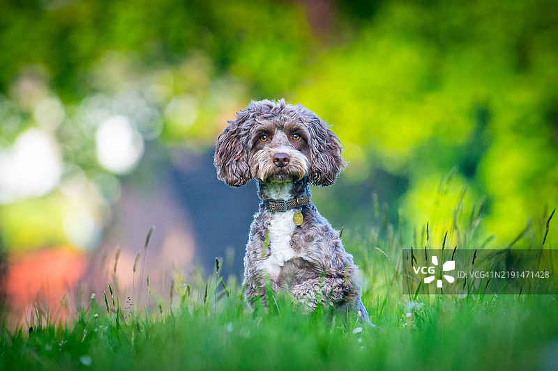 一只棕色的可卡犬在田野里图片素材