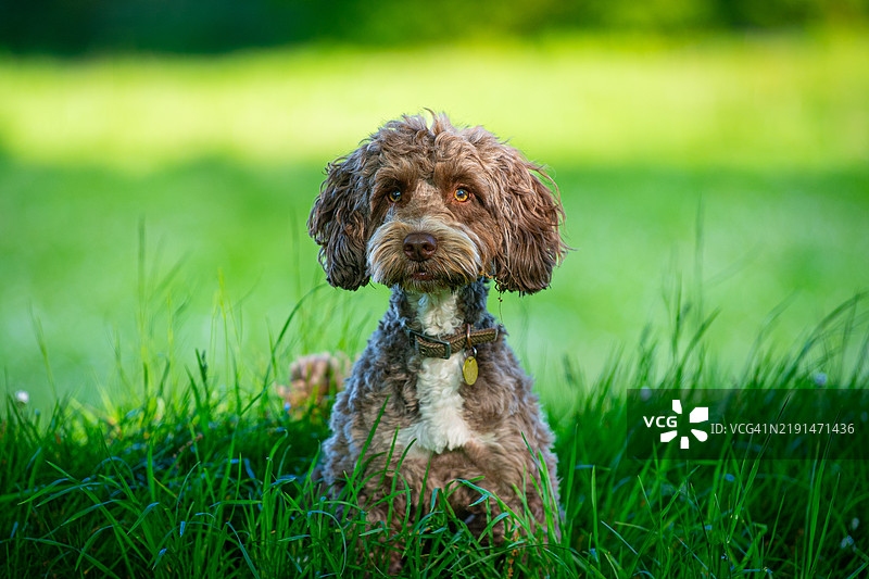 一只棕色的可卡犬在田野里图片素材