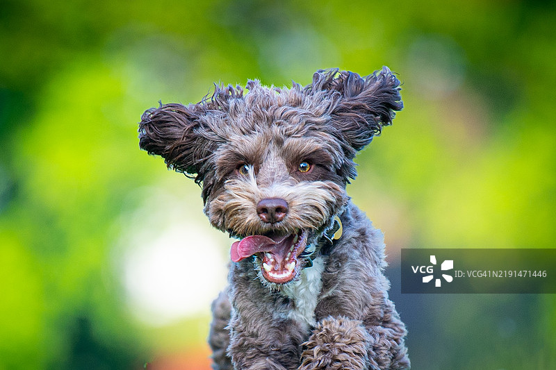一只棕色的可卡犬在田野里图片素材