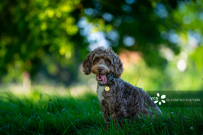 一只棕色的可卡犬在田野里图片素材