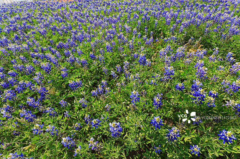 北海道富良野的花田图片素材